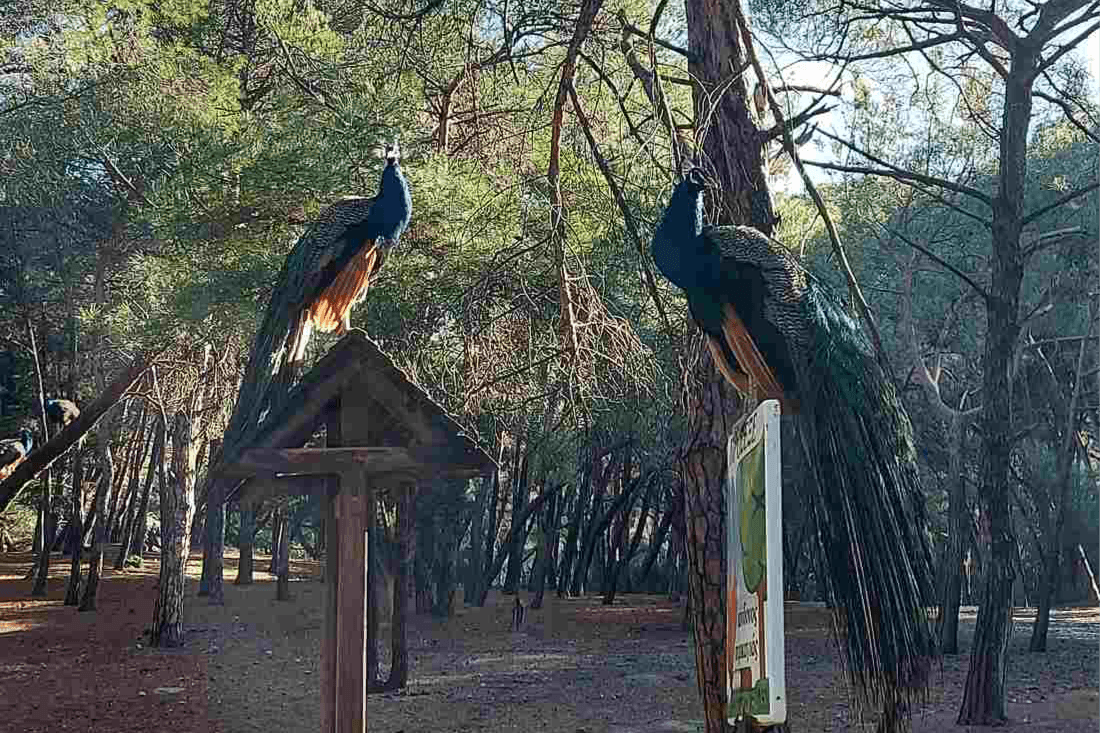 Plaka Forest